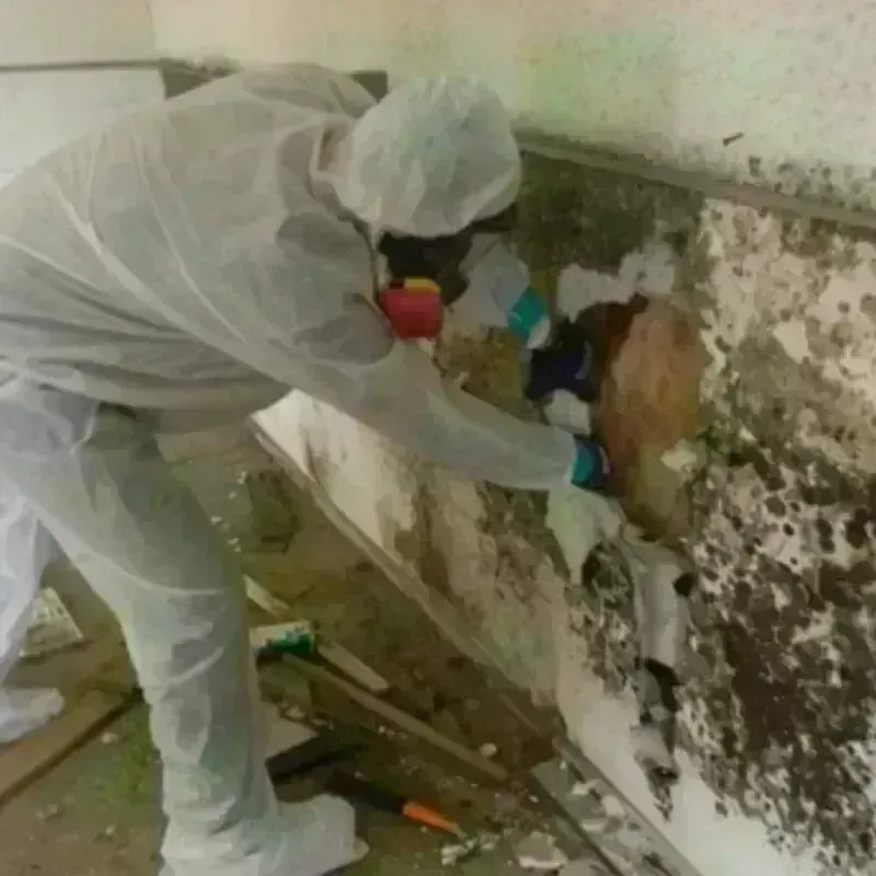 Mold Remediation and Removal in Vinton County, OH